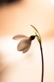 Snowdrop by hetty'sfotografie