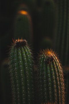 Cactus ogen in Australië van Shauni van Apeldoorn