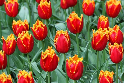 Tulips at the Keukenhof