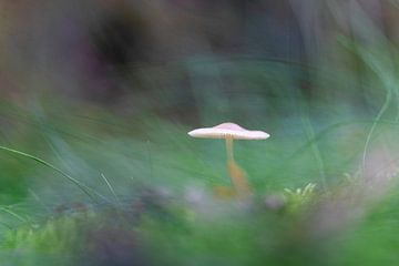 Champignon flou et rêveur dans la forêt 1 sur henk bouwhuis