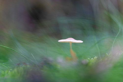 Pilz verschwommen und verträumt im Wald 1