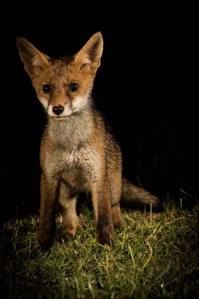 watching you with confidence by Guido Rooseleer