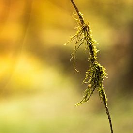fluttering moss on a branch by Marloes Hoekema