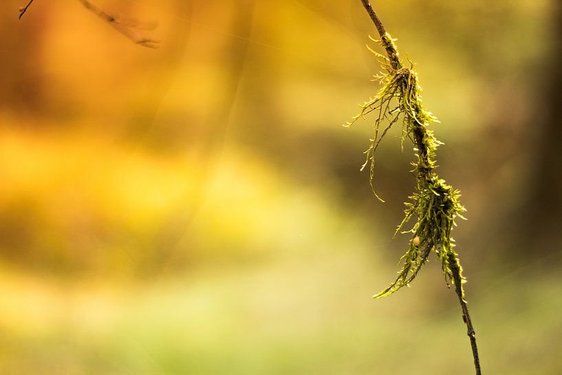 mousse flottant sur une branche par Marloes Hoekema