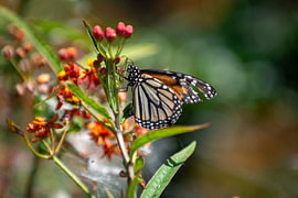 butterfly by Ronnie Keuben