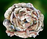 Weiße Rose von Ruud van Koningsbrugge Miniaturansicht