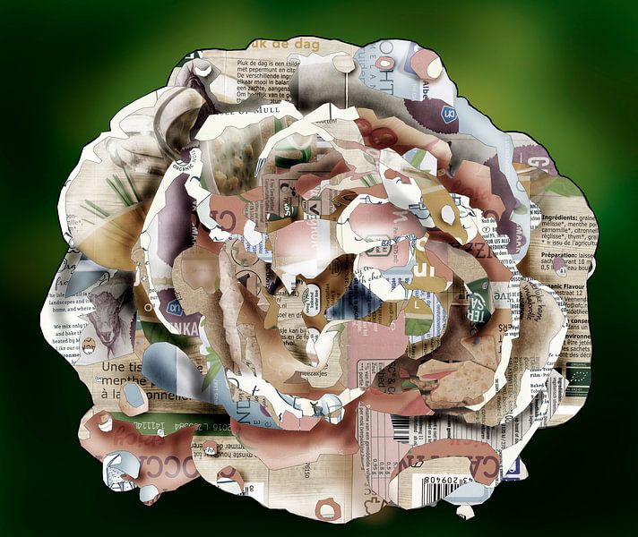 Witte roos van Ruud van Koningsbrugge