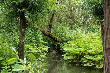 Het oeverbos lijkt wel een mangrovebos van whmpictures .com