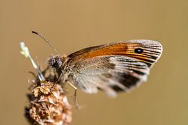 The little butterfly the haybird by Jolanda de Jong-Jansen