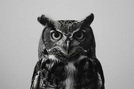 Eule von Poster Art Shop