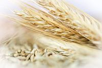 Wheat