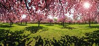 Kirschblütenpark von Frank Herrmann Miniaturansicht
