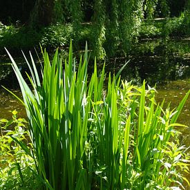 Mooie foto van de natuur. van Brigitte Koster