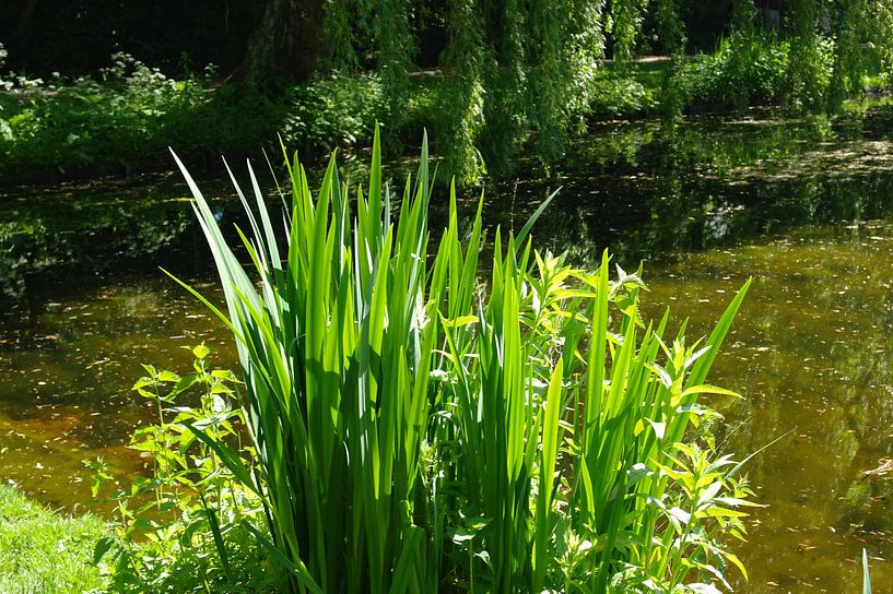 Mooie foto van de natuur. by Brigitte Koster