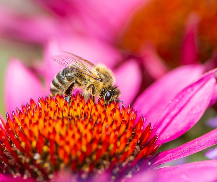 Photo macro d'un coneflower et d'une abeille par ManfredFotos