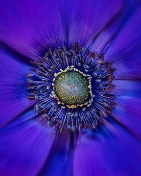 Purple Anemone by Bart Hendrix