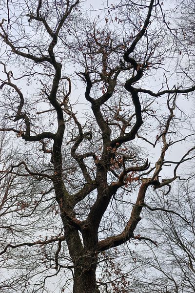 Alte Eiche / Stieleiche / Deutsche Eiche, Baumkrone im Winter. par wunderbare Erde