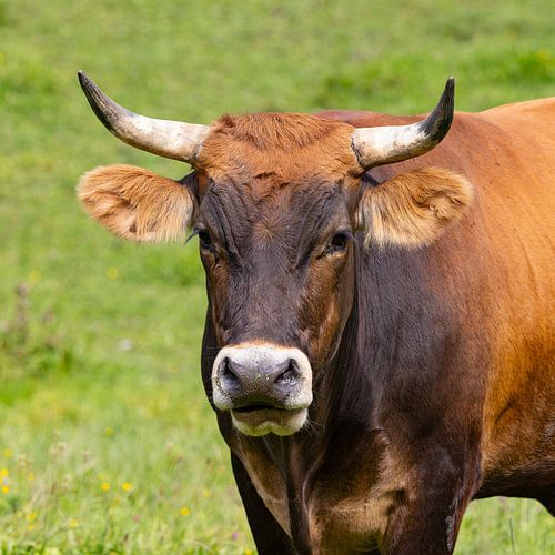 Portrait du taureau sur Andreas Müller