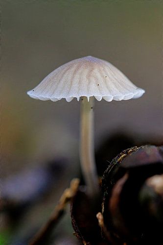 Pilz von ton vogels