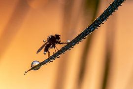 Dauwdruppels in het ochtendgloren. van Els Oomis