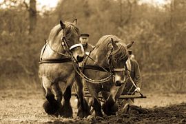 Ploegen met tweespan by Babette Veenendaal