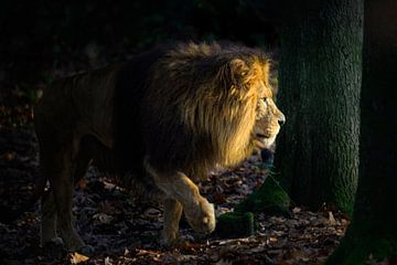 Koning van het woud – Leeuw in het spel van licht en schaduw van Paul de Kok