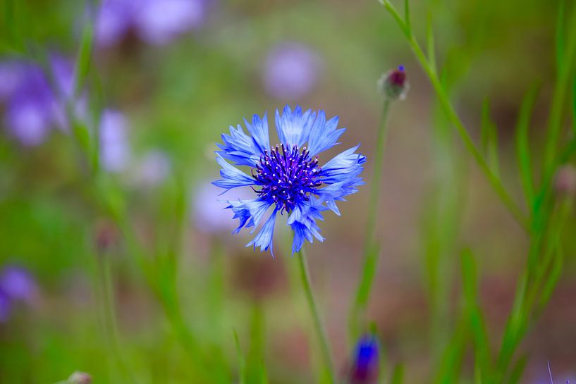 Kornblume von Thomas Jäger