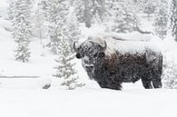 im dichten Schneetreiben... Amerikanischer Bison *Bison bison* von wunderbare Erde Miniaturansicht
