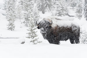 im dichten Schneetreiben... Amerikanischer Bison *Bison bison*