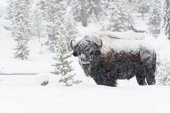 im dichten Schneetreiben... Amerikanischer Bison *Bison bison*