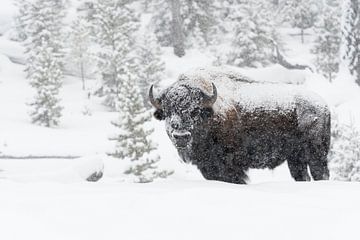 American Bison van wunderbare Erde