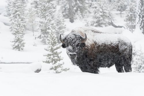 American Bison by wunderbare Erde