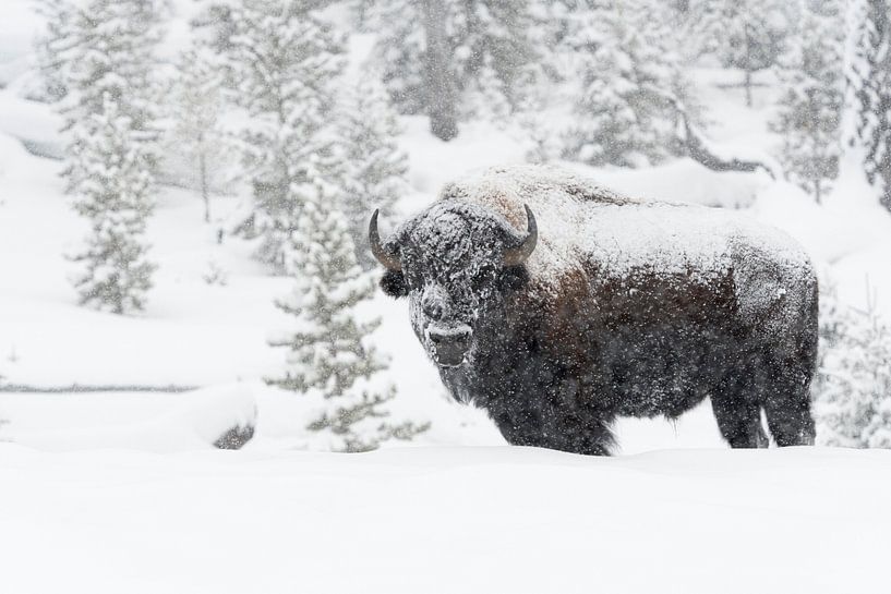 im dichten Schneetreiben... Amerikanischer Bison *Bison bison* von wunderbare Erde