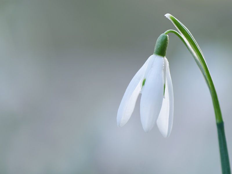 Pure by Margo Biewinga