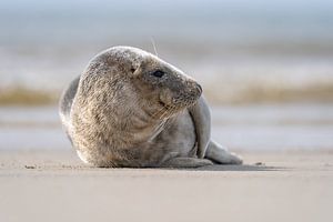 Zeehond van Willem Hoogsteen