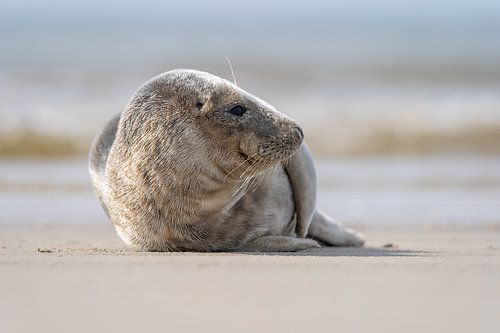 Seal