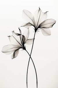 Transparent Botanic No 6