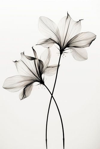 Transparent Botanic No 6 by Treechild