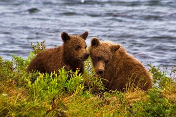Alaska 2 junge Bären von Eric van den Berg