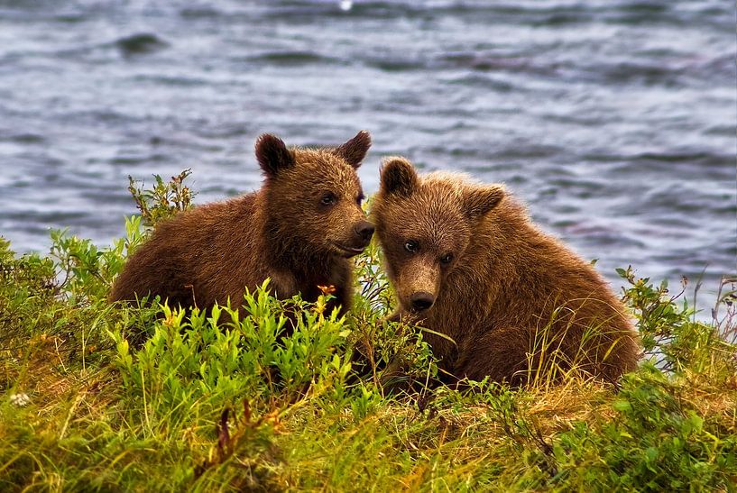 Alaska 2 jonge beren van Eric van den Berg