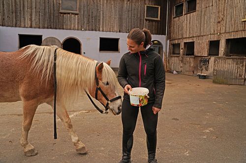 Fotoshoot met lichtbruine Haflinger met beige manen