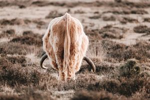 Grazende Schotse hooglander op de heide in het Deelerwoud op de Veluwe van Melissa Peltenburg