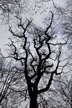 Silhouette of the tree crown of a very old oak tree by wunderbare Erde