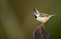 Mésange à crête