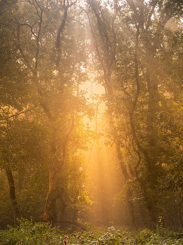 Geraakt door het licht...