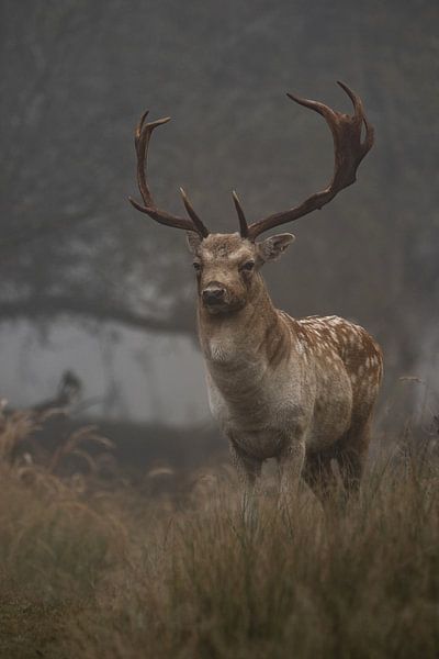 Fallow deer with large antlers by Justin Bos