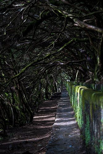 Levada Do Risco Madeira - 3