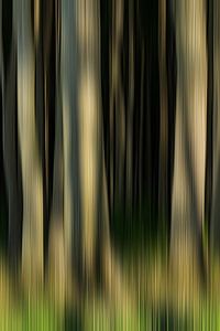 Wald