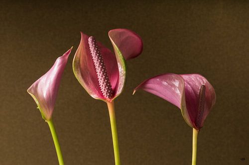 Anthurium in de studio met mooi licht.