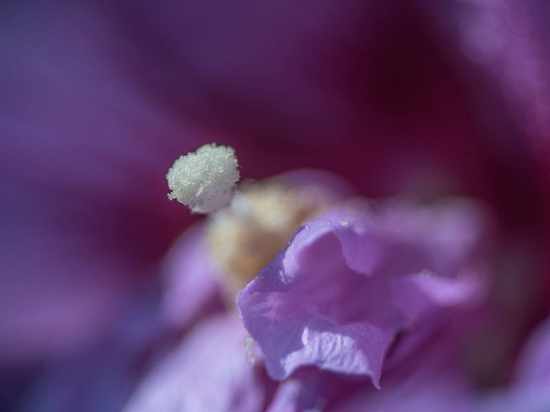 Hibiscus by Mario de Lijser